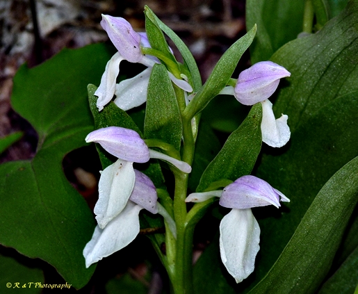 {Galearis spectabilis}
